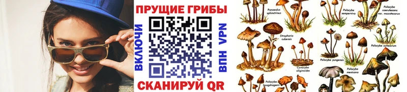 Псилоцибиновые грибы Psilocybe  Невьянск 